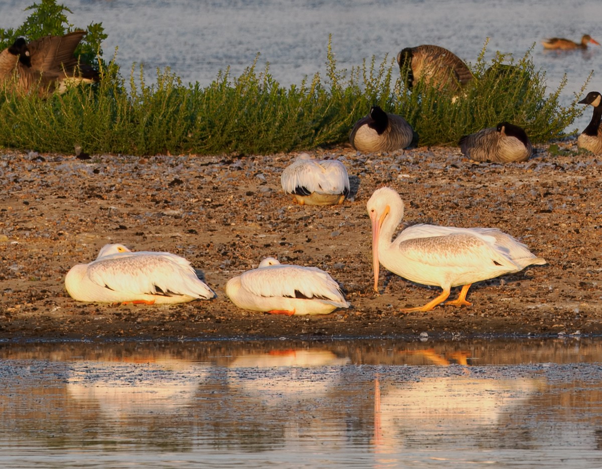 American White Pelican - ML642242719