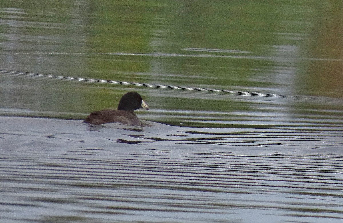 American Coot - ML642242722