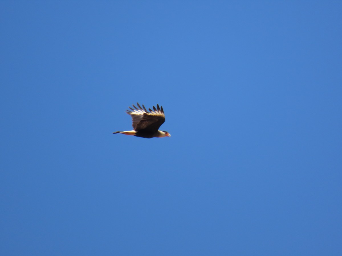 Crested Caracara - ML642242725