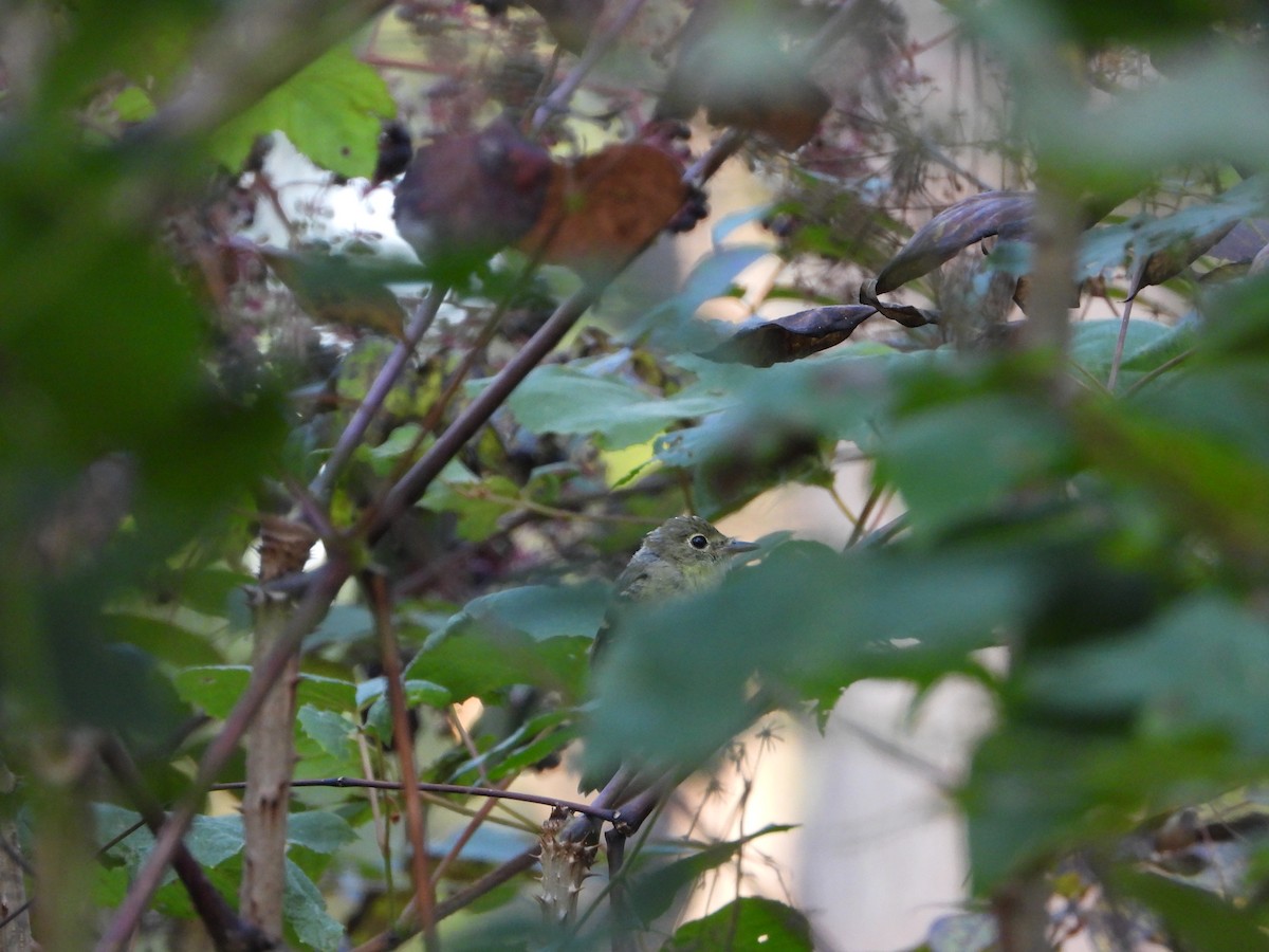 Acadian Flycatcher - ML642242726