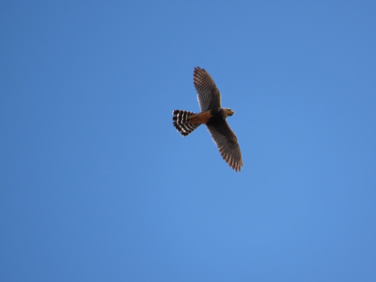 Aplomado Falcon - ML642242727