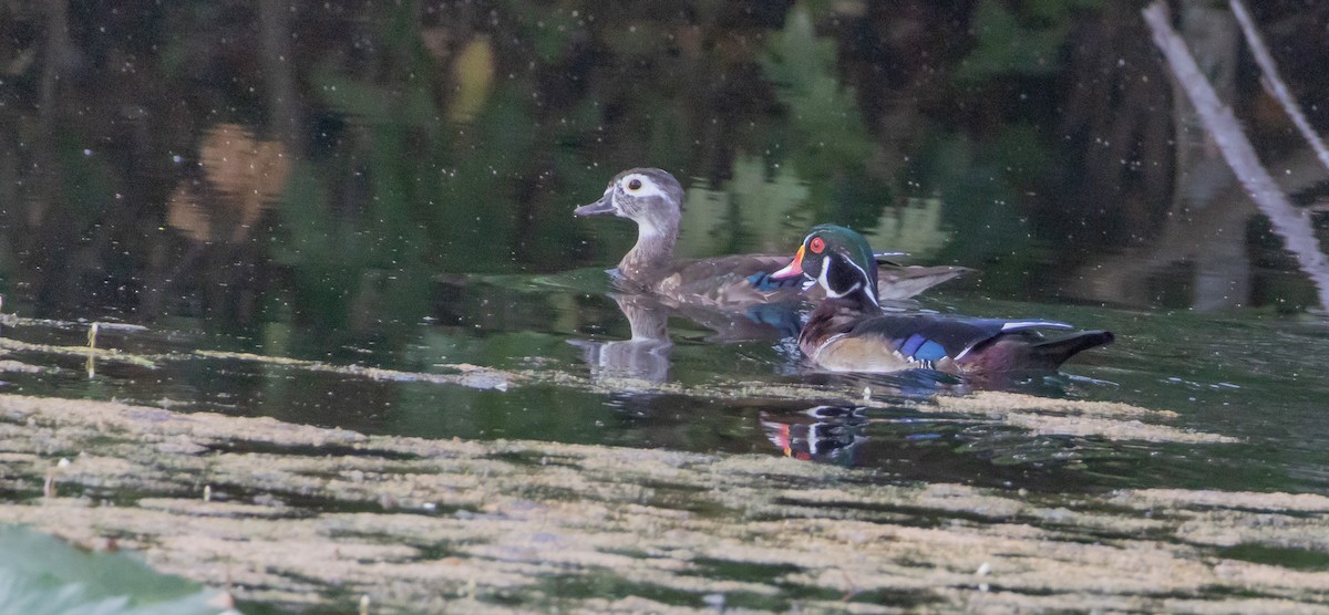 Wood Duck - ML642242730