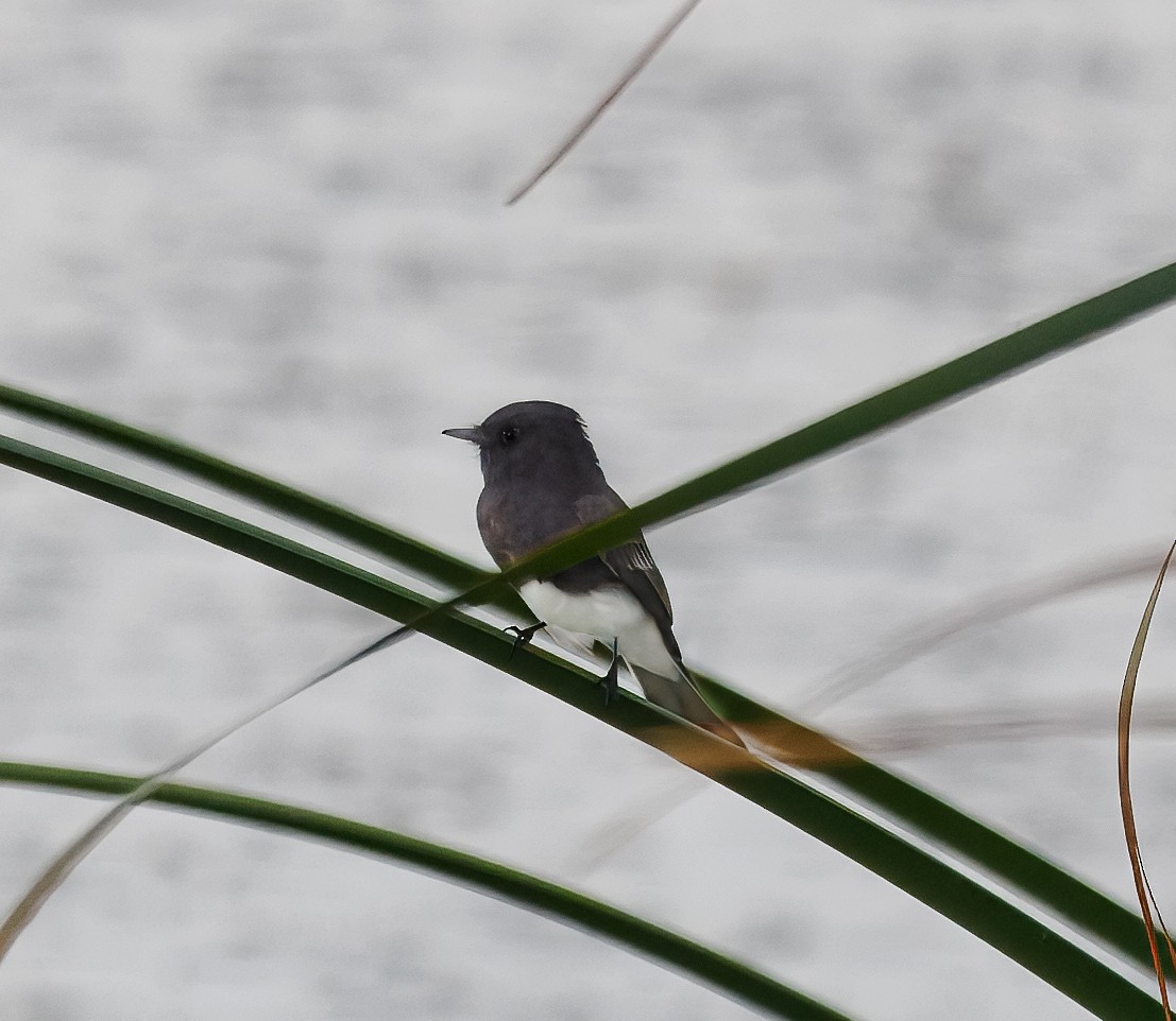 Black Phoebe - ML642242733