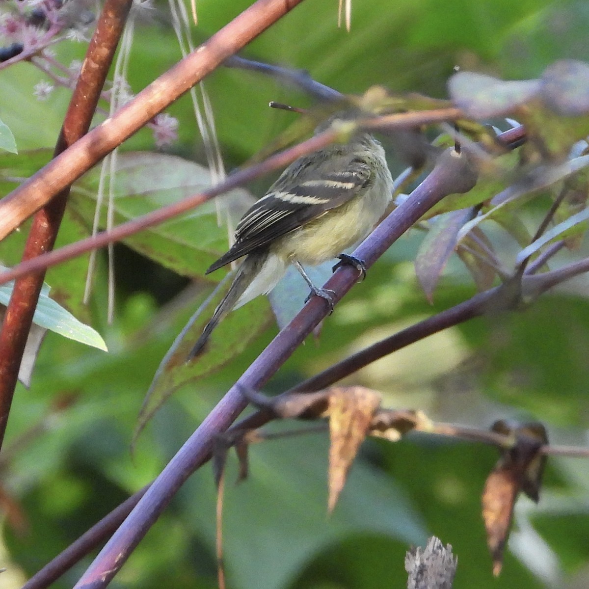 Acadian Flycatcher - ML642242736
