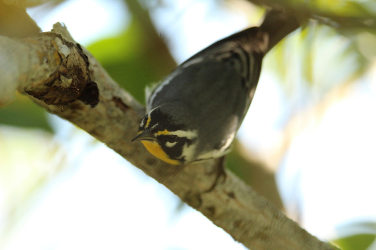 Yellow-throated Warbler - ML642242740