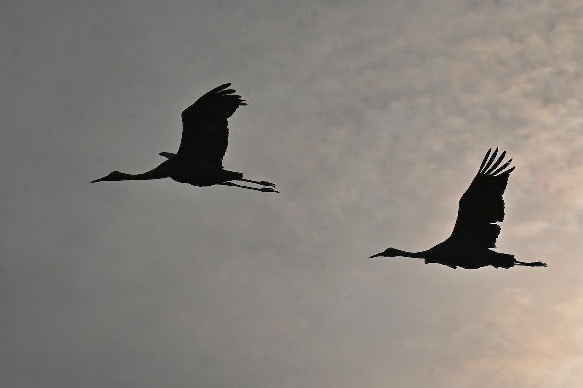 Sandhill Crane - ML642242742