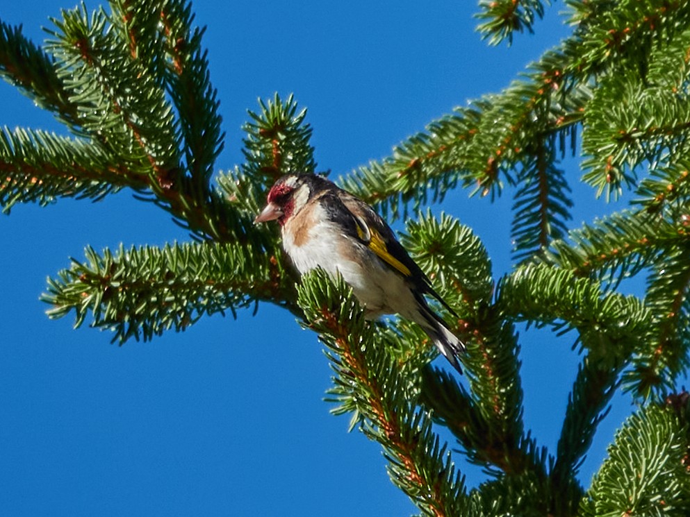 European Goldfinch - ML642242749