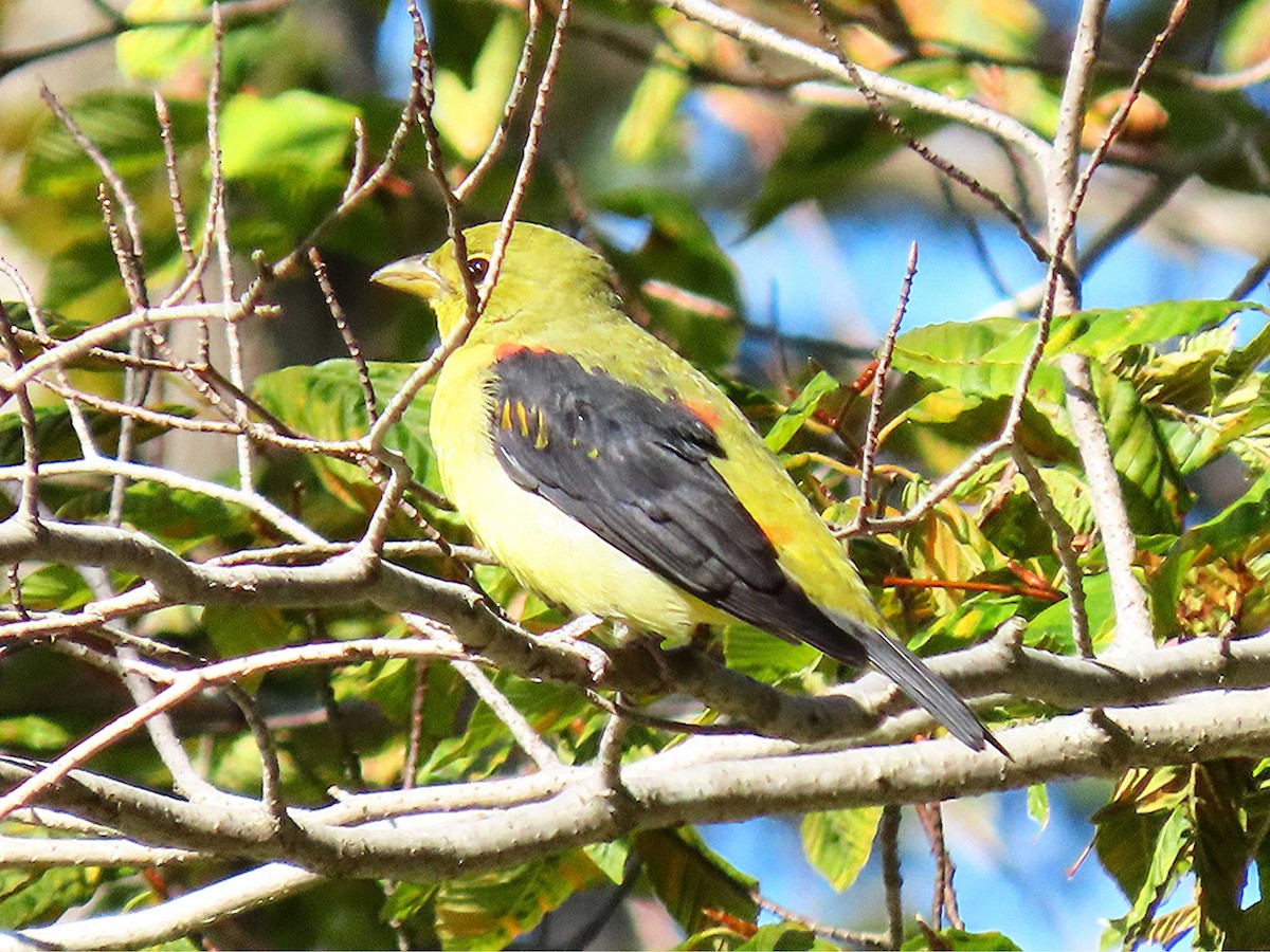 Scarlet Tanager - ML642242761