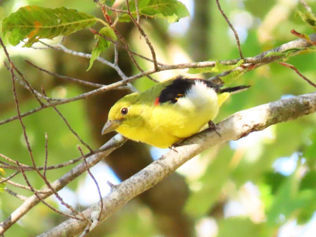 Scarlet Tanager - ML642242764