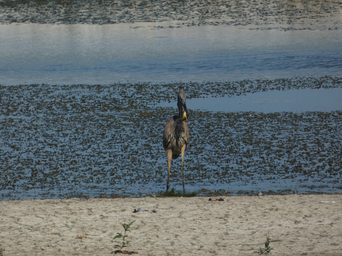 Great Blue Heron - PJ M