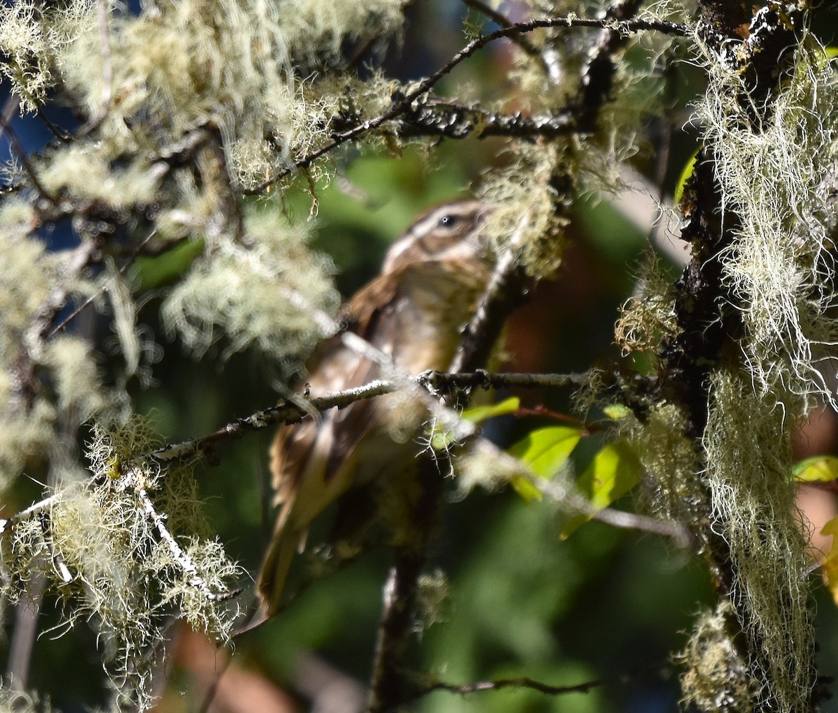 Black-headed Grosbeak - ML642242805