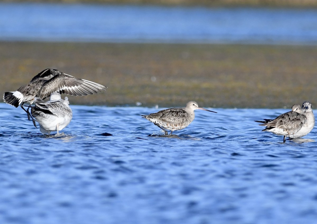 Hudsonian Godwit - ML642242841