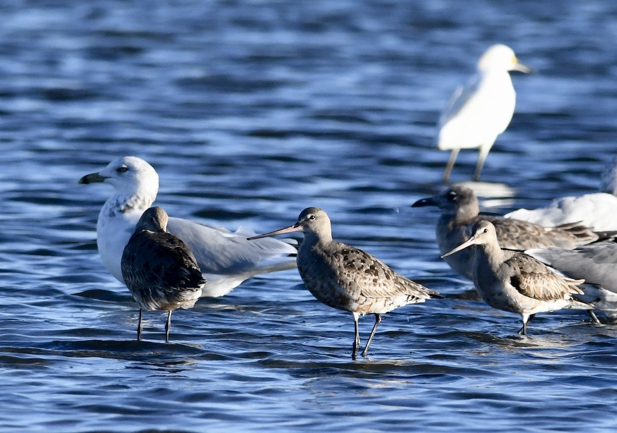 Hudsonian Godwit - ML642242842