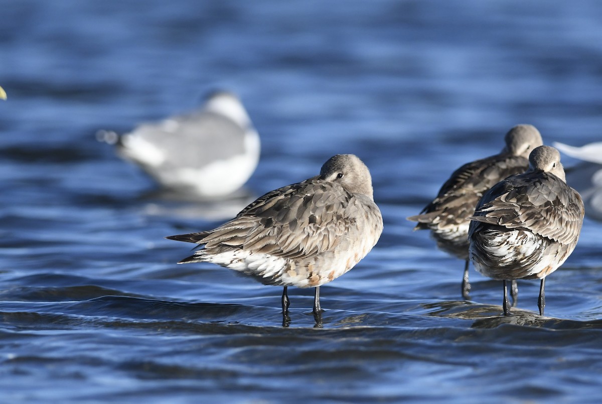 Hudsonian Godwit - ML642242844