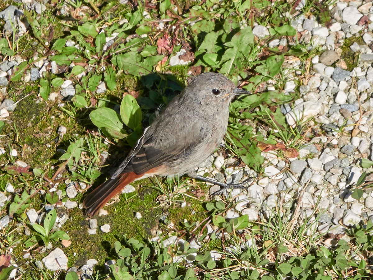 Black Redstart - ML642242856