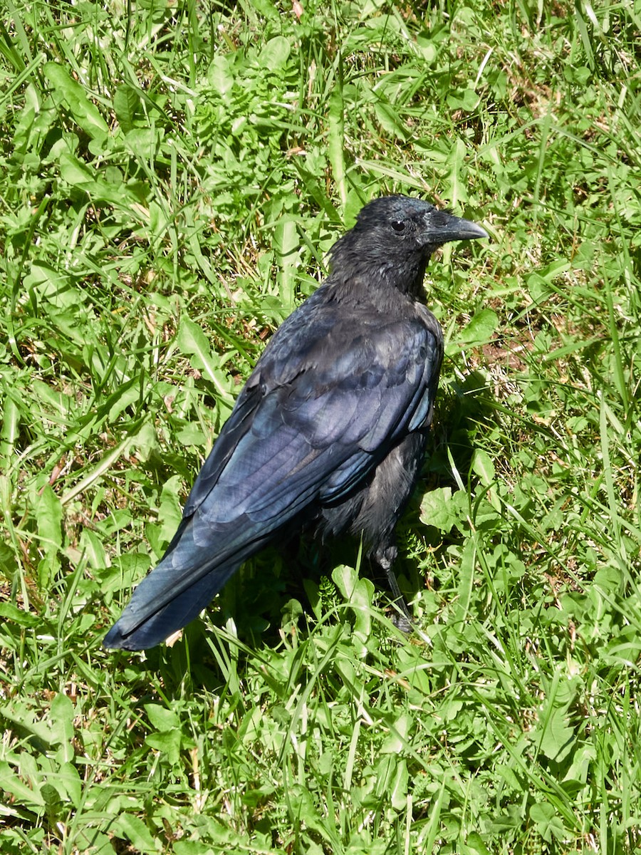 Carrion Crow - ML642242867