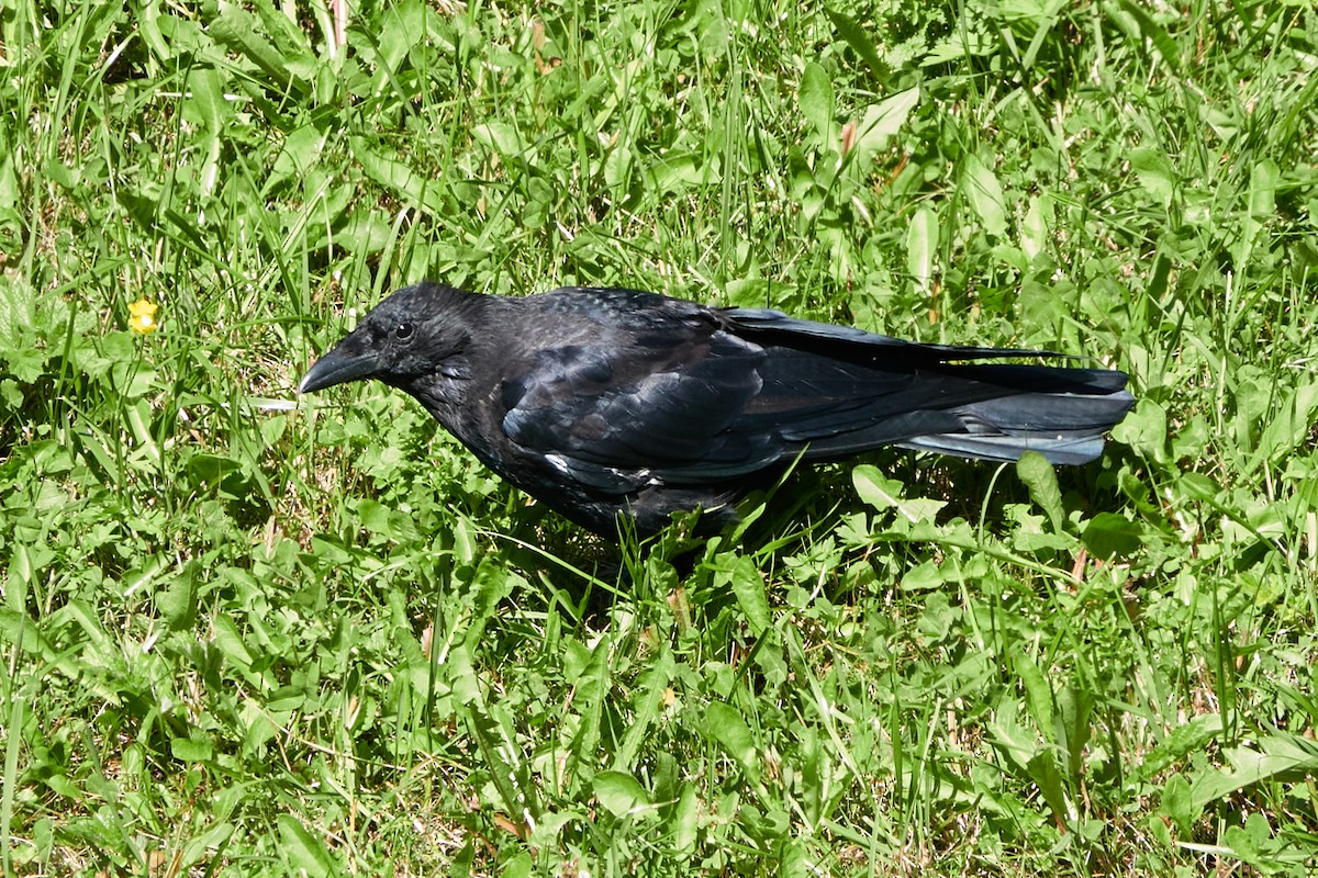 Carrion Crow - ML642242868
