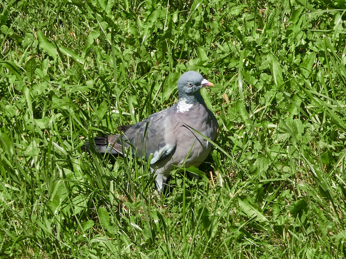 Common Wood-Pigeon - ML642242874