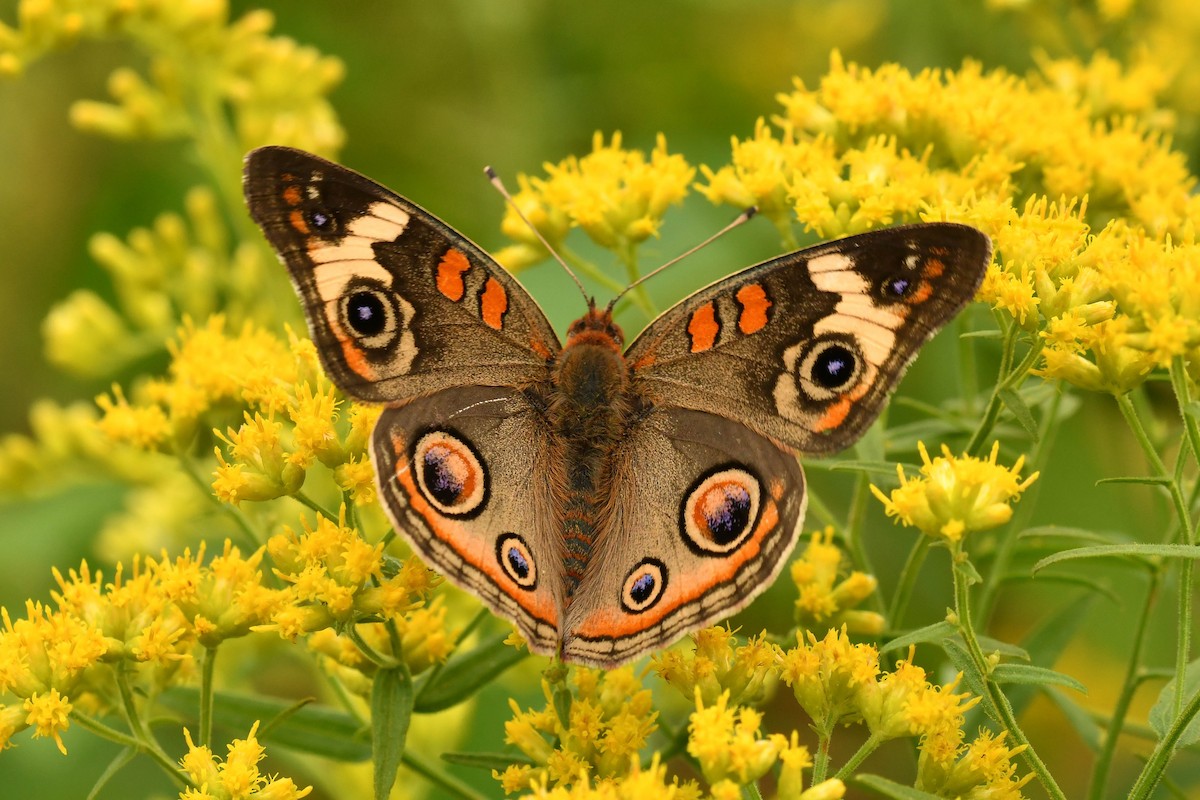 Common Buckeye - ML642242875