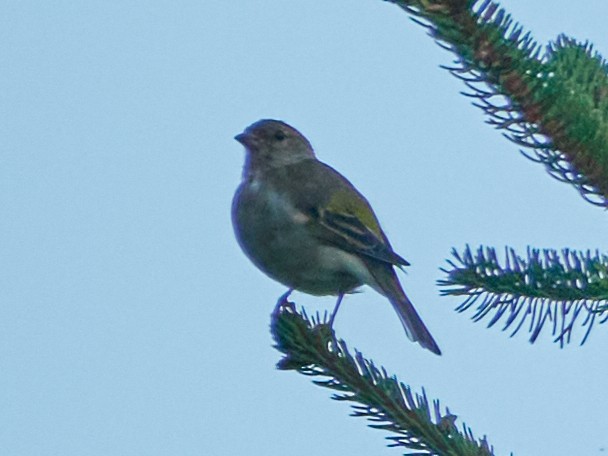 Common Chaffinch - ML642242905