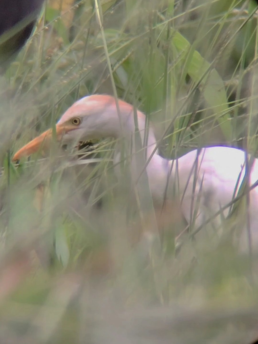 Western Cattle-Egret - ML642242917