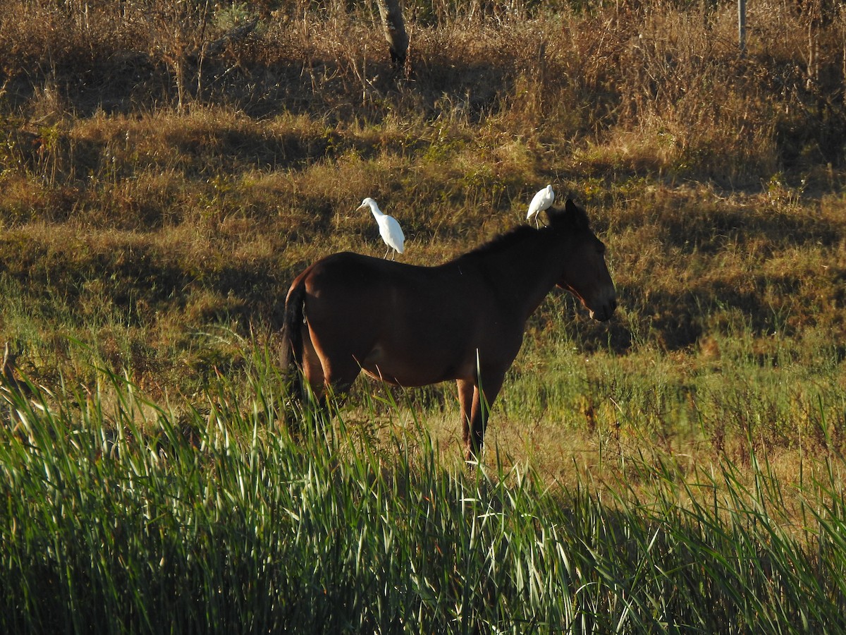 Western Cattle-Egret - ML642242920