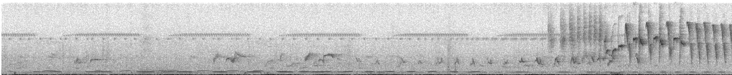 Olive-bellied Sunbird