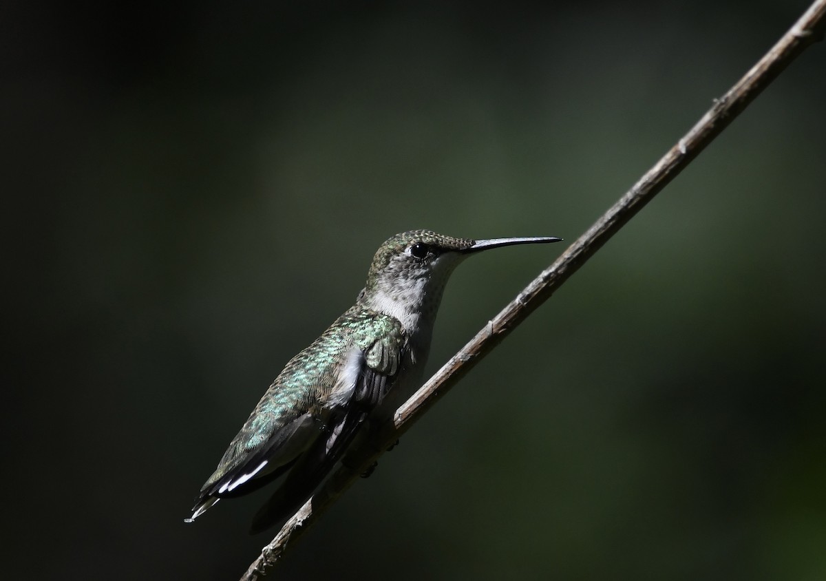 Ruby-throated Hummingbird - ML642242989