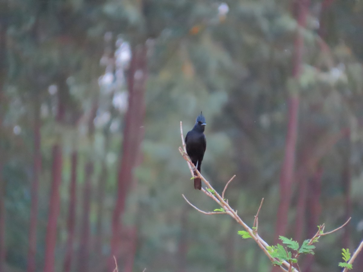 Crested Black-Tyrant - ML642242995