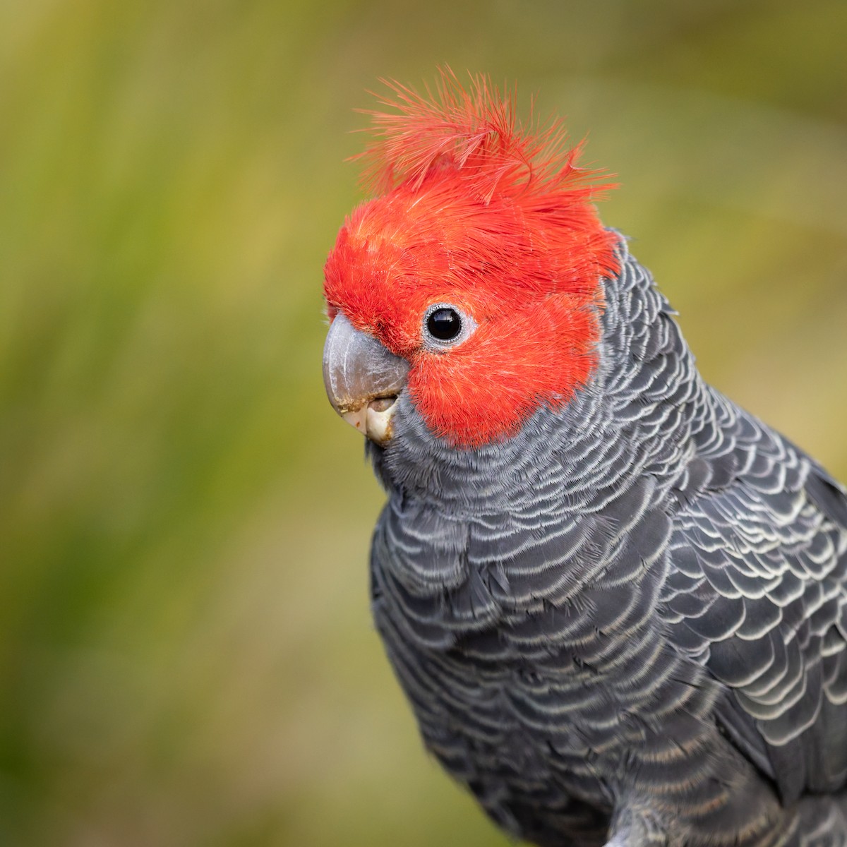 Gang-gang Cockatoo - zihe wang