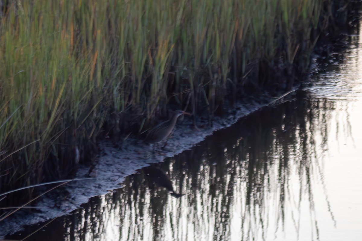 Clapper Rail - ML642243030