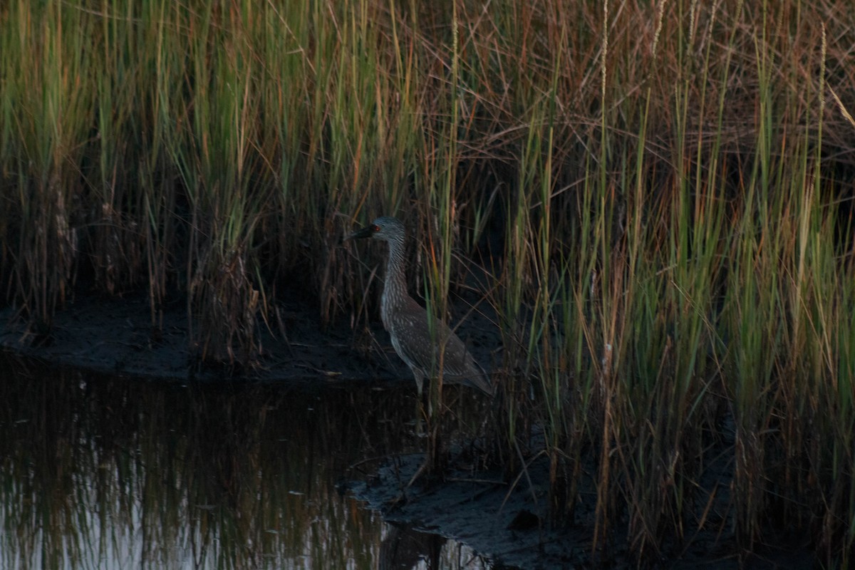Yellow-crowned Night Heron - ML642243040
