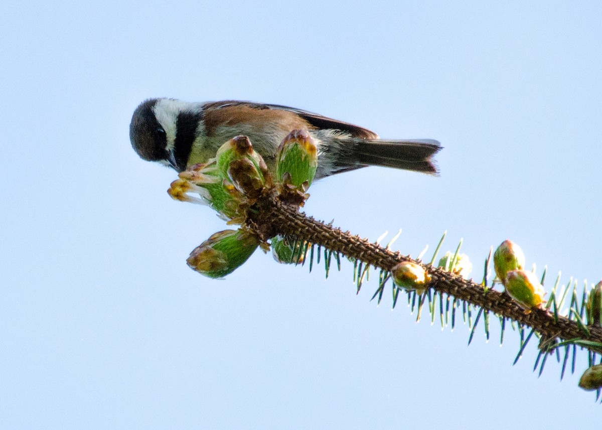 Chestnut-backed Chickadee - ML642243051