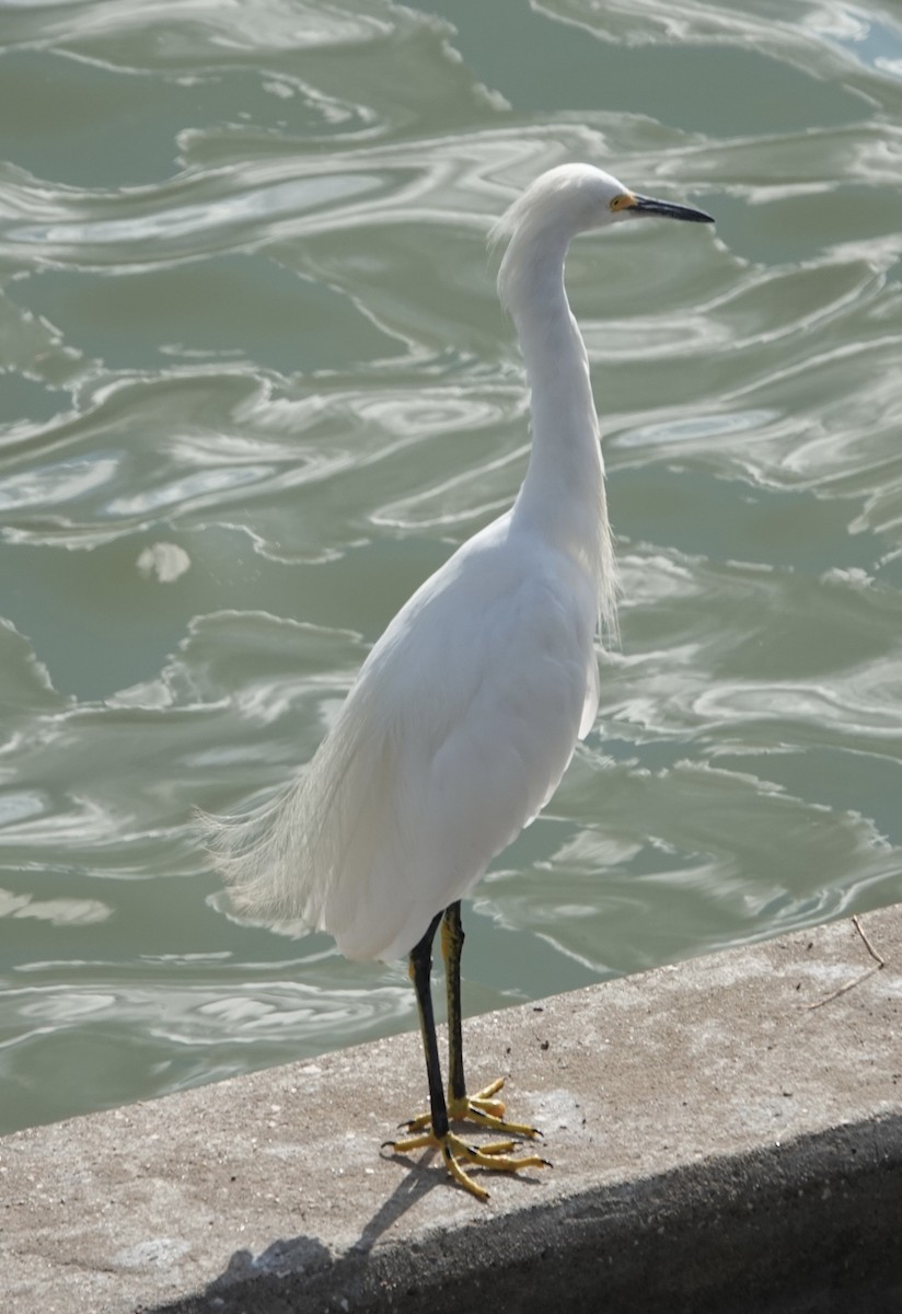 Snowy Egret - ML642243061