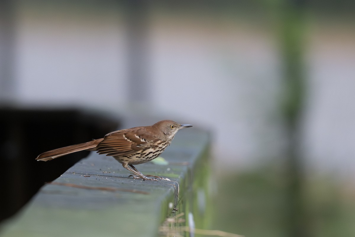 Cuitlacoche Rojizo - ML642243074