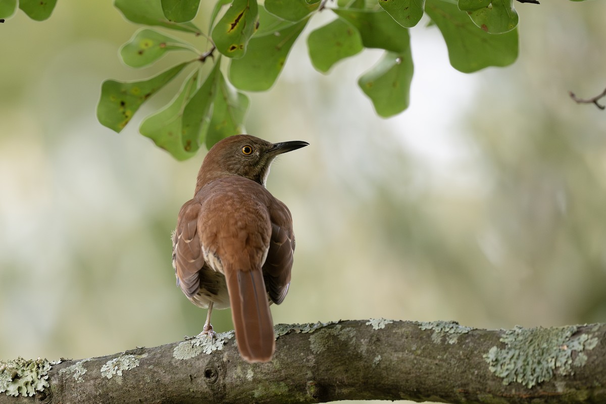 Cuitlacoche Rojizo - ML642243075