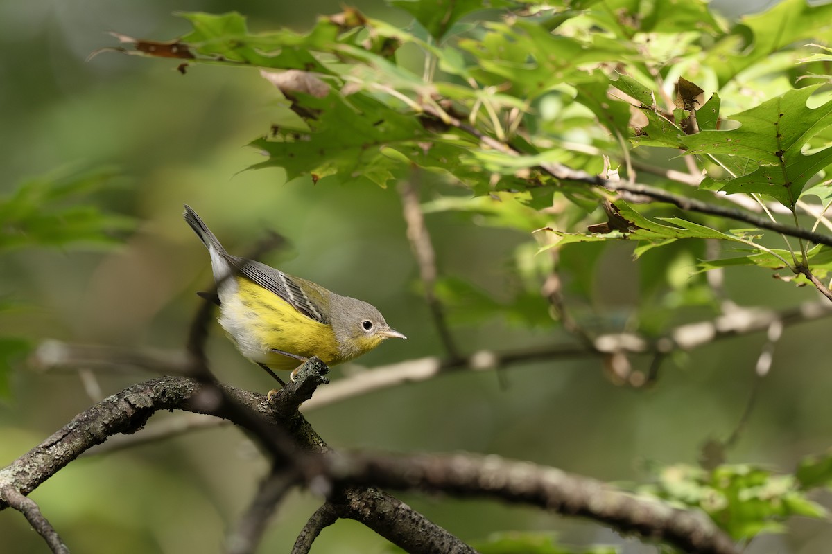 Reinita de Magnolia - ML642243085