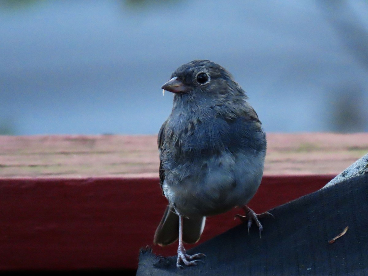 Dark-eyed Junco - ML642243104