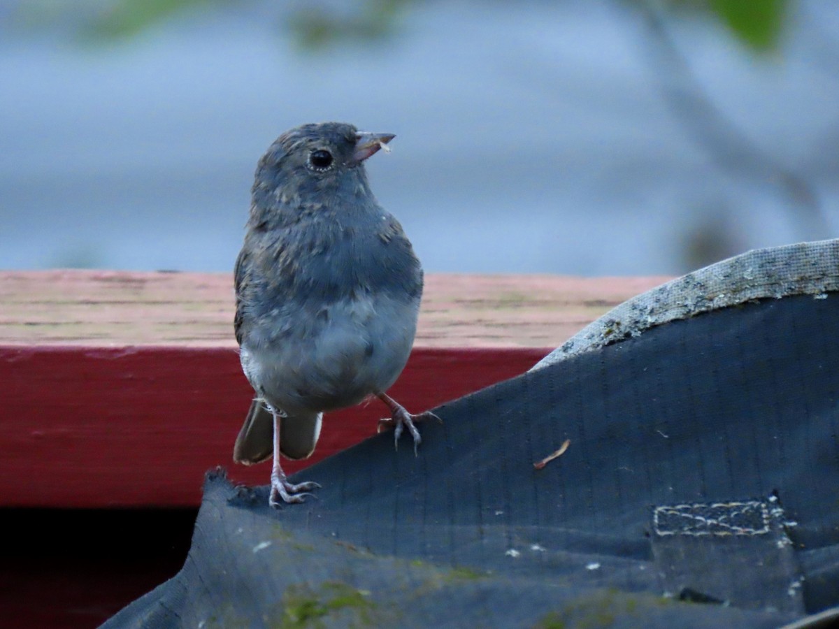 Dark-eyed Junco - ML642243105