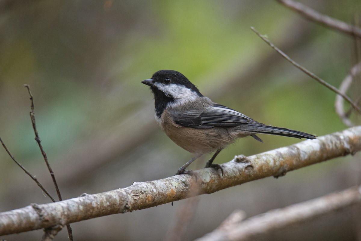 Black-capped Chickadee - ML642243125