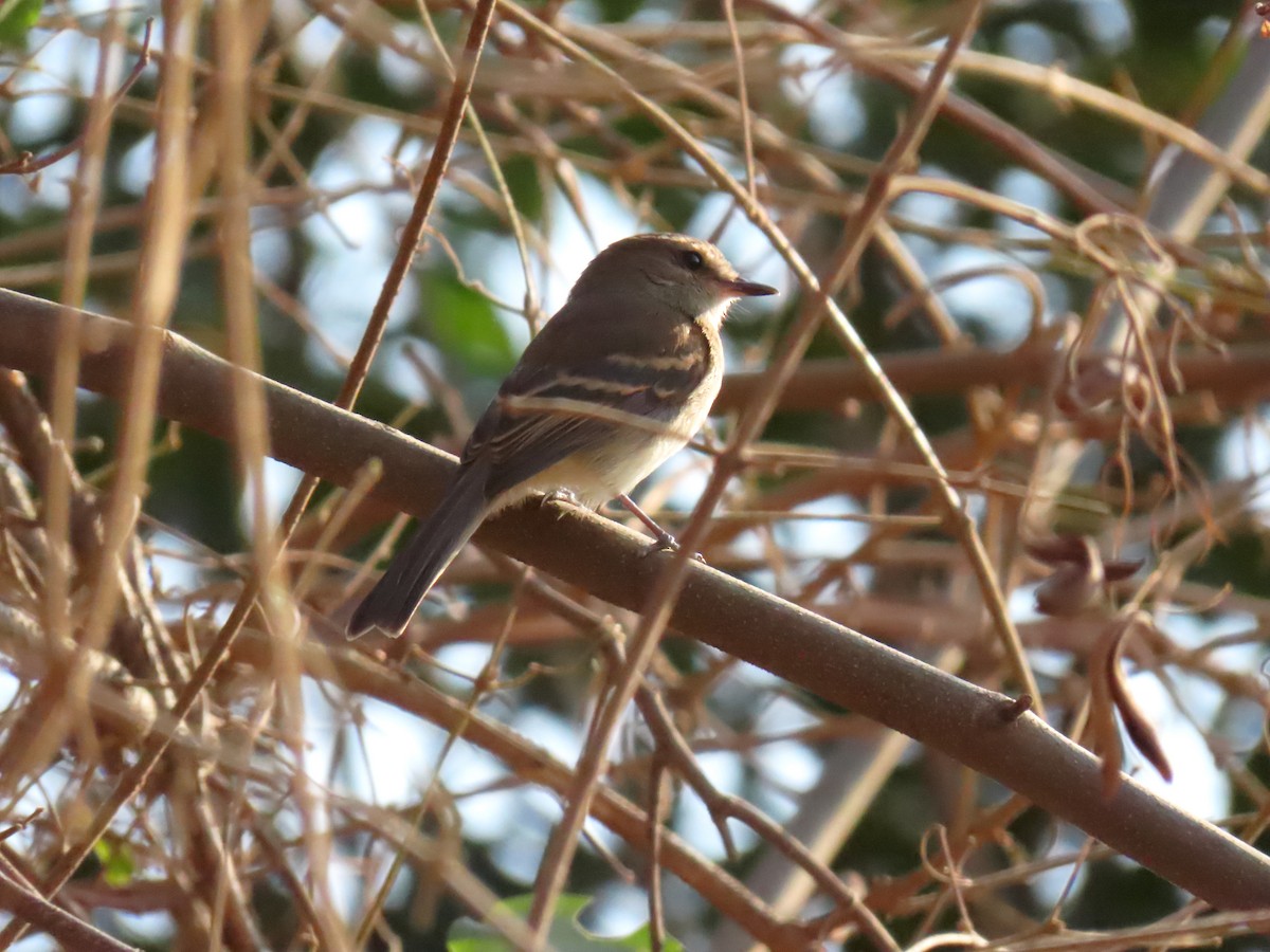 Fuscous Flycatcher - ML642243146