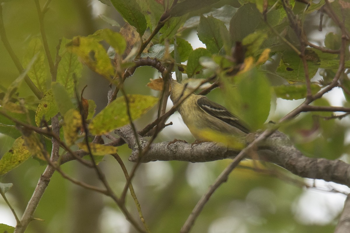 Blackpoll Warbler - ML642243158