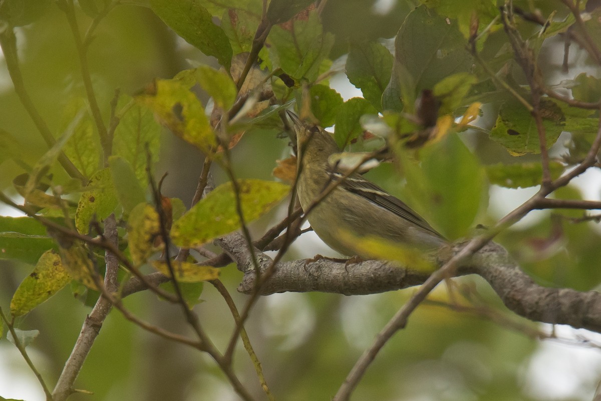 Blackpoll Warbler - ML642243159