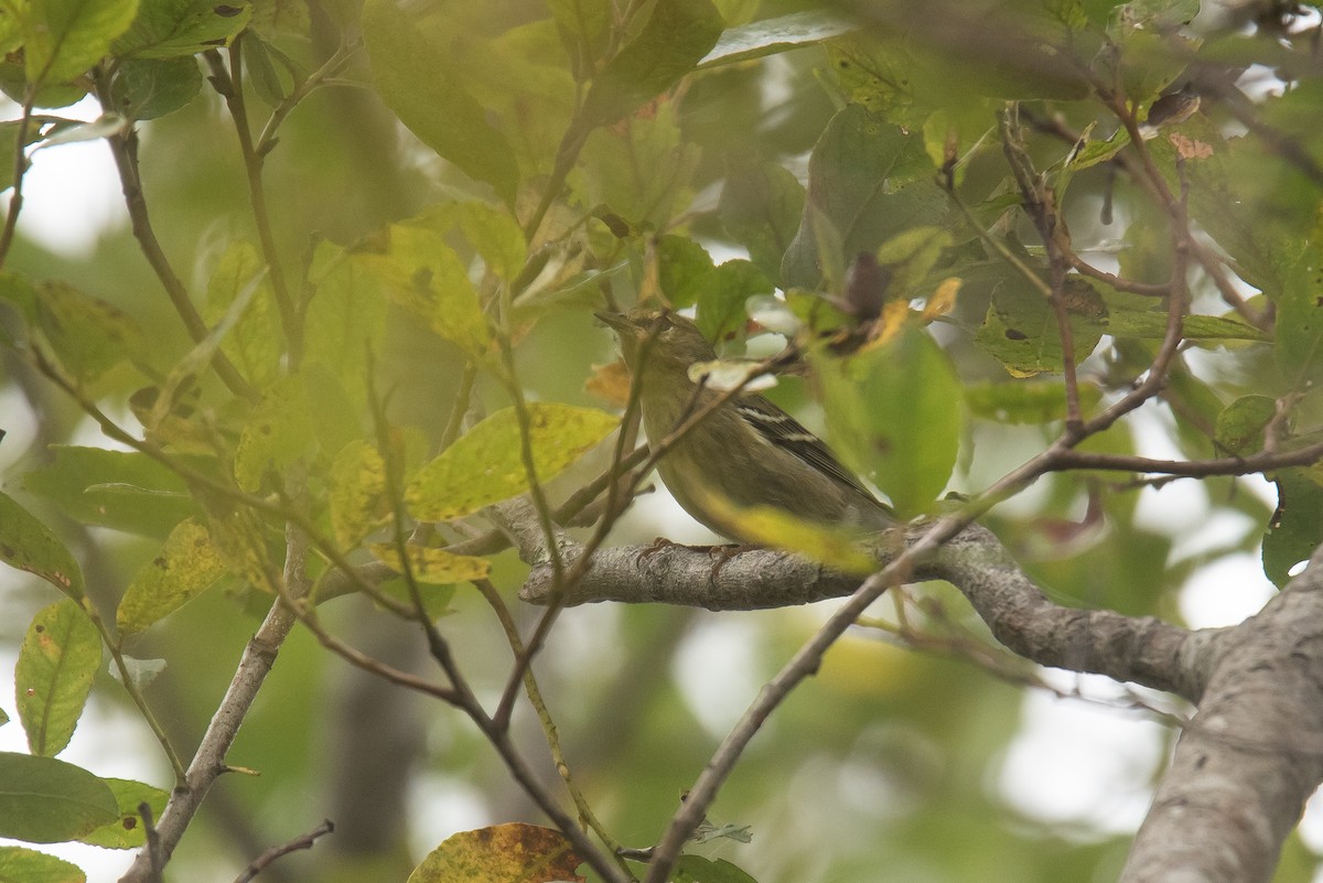 Blackpoll Warbler - ML642243160
