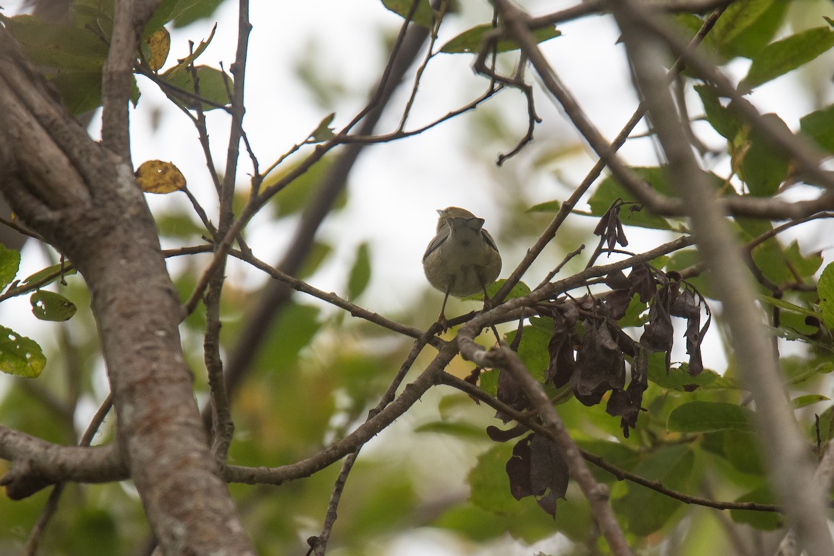Blackpoll Warbler - ML642243161