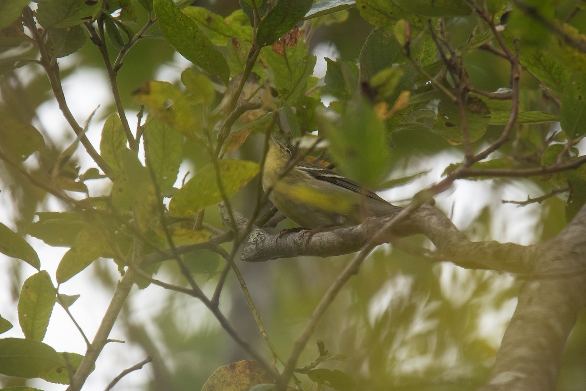 Blackpoll Warbler - ML642243162