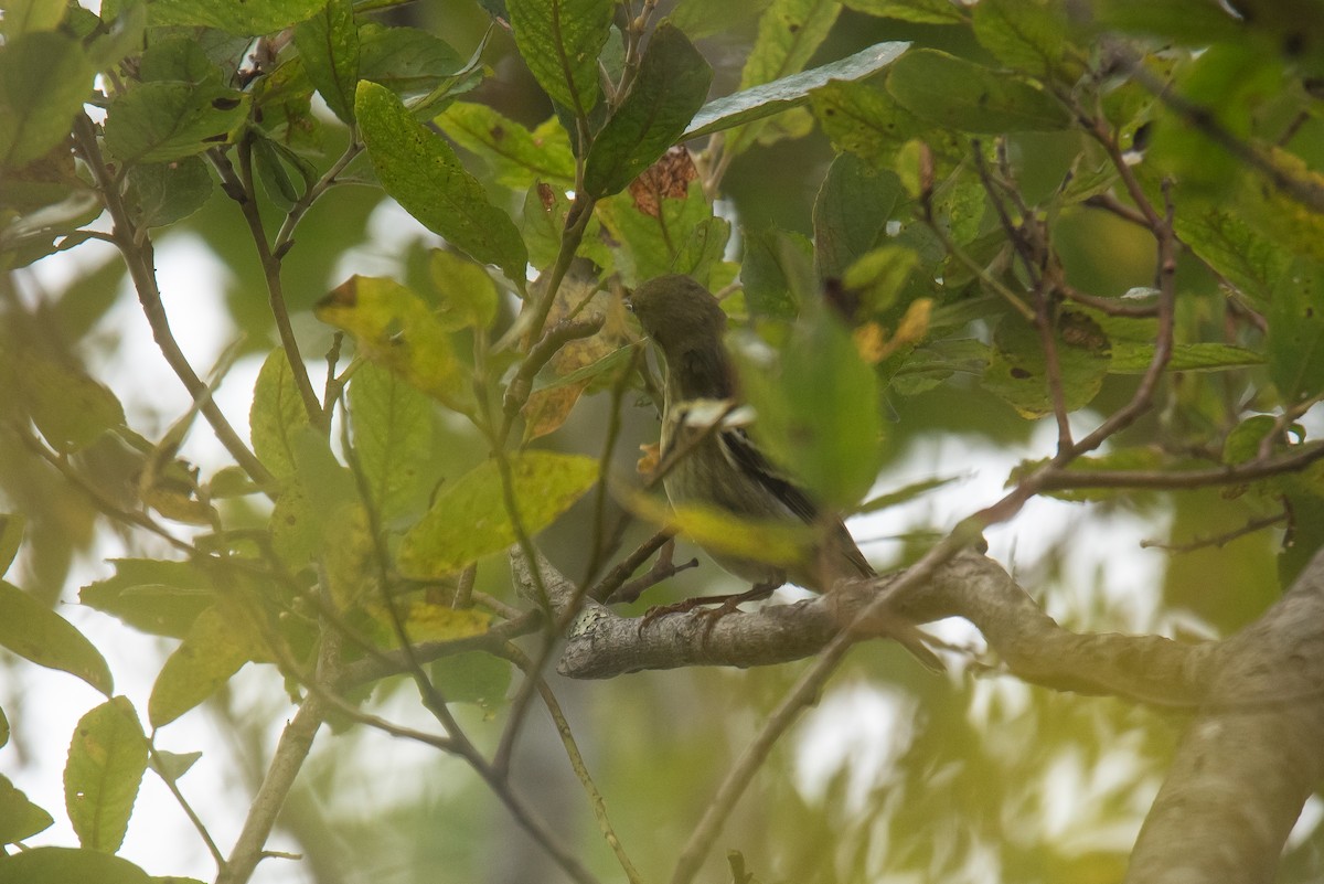 Blackpoll Warbler - ML642243163