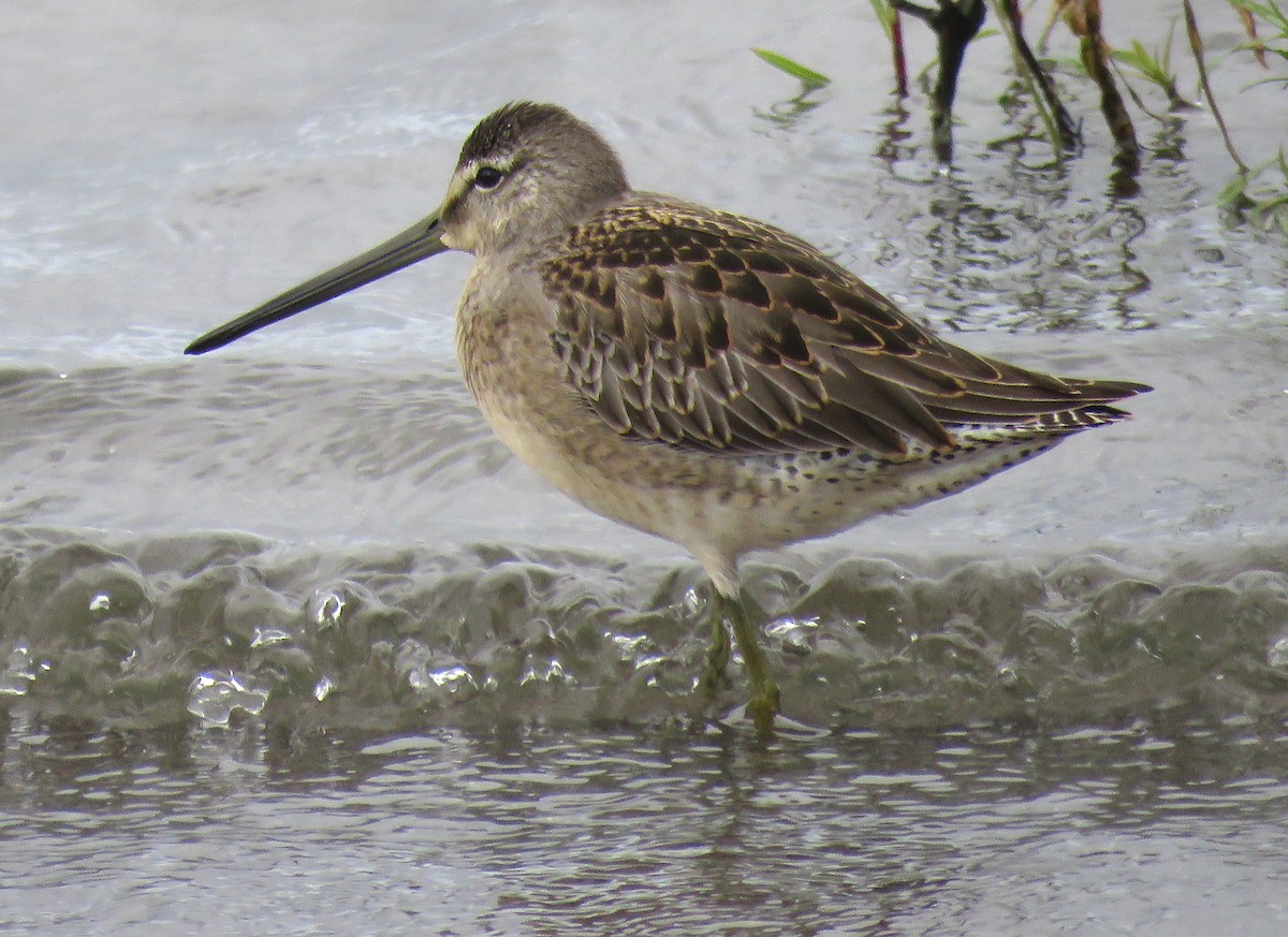 Long-billed Dowitcher - ML642243164
