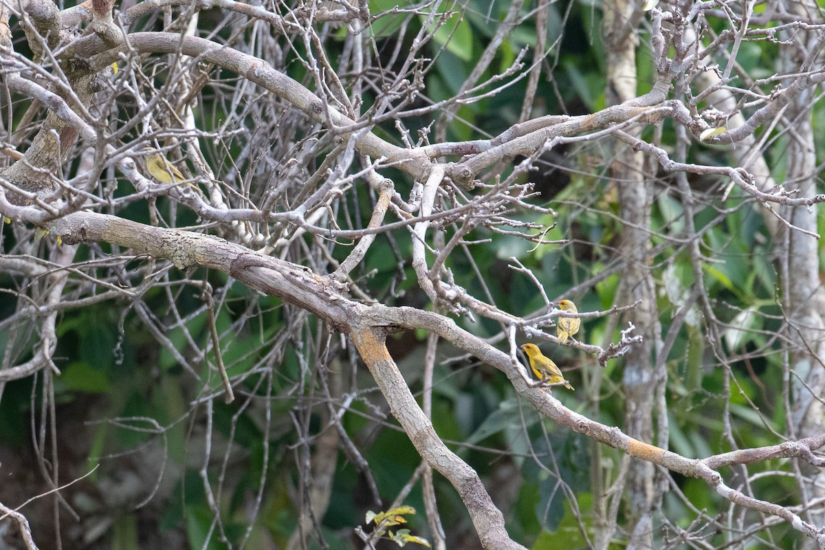 Orange-fronted Yellow-Finch - ML642243167