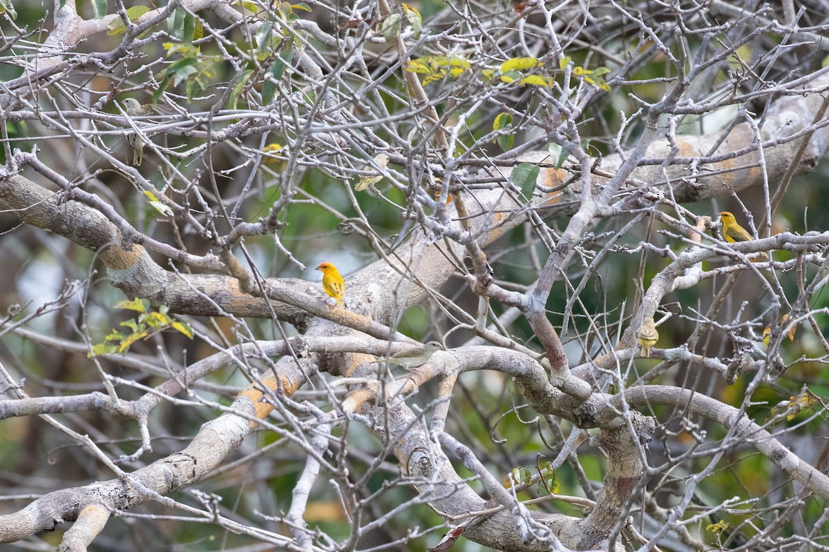 Orange-fronted Yellow-Finch - ML642243168